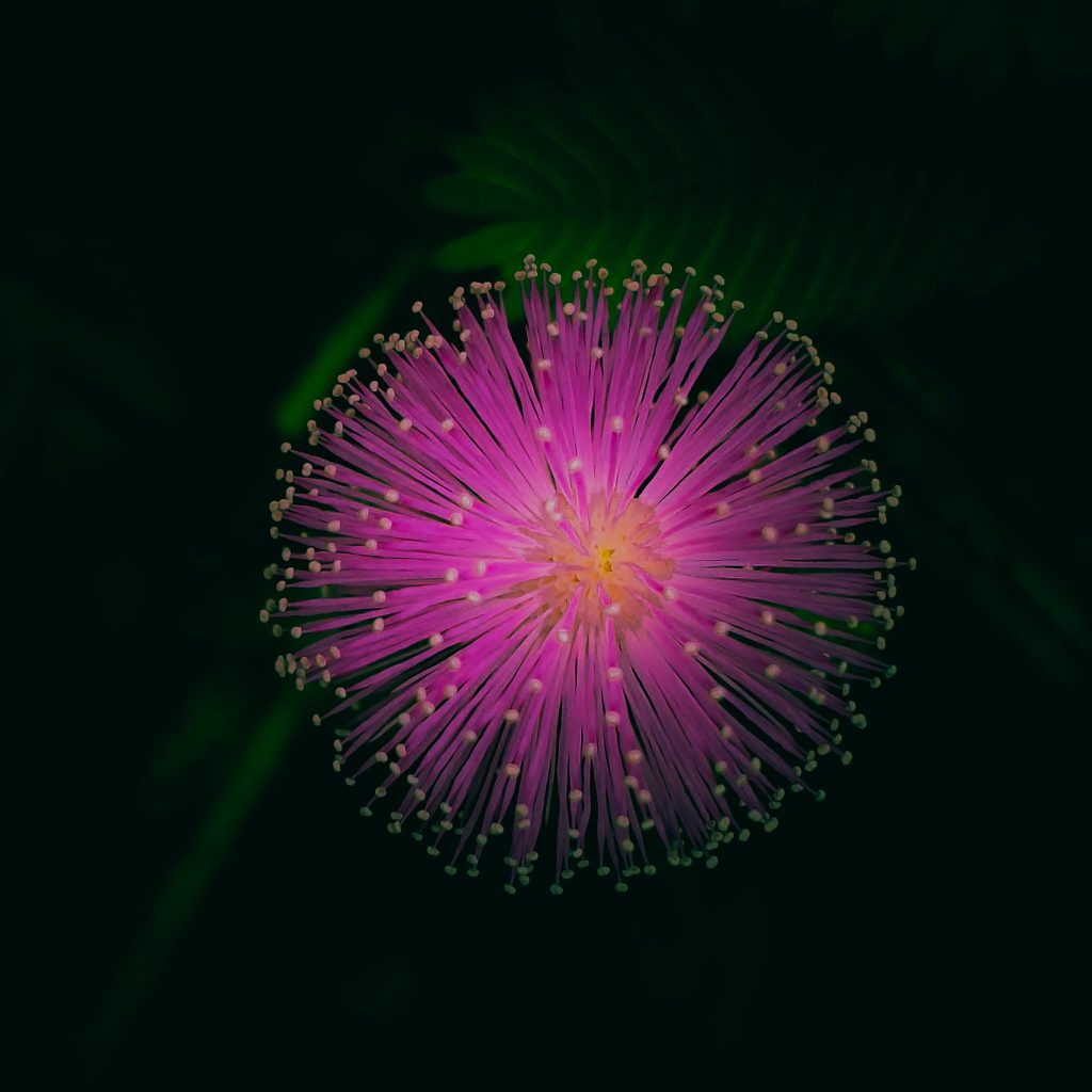 makahiya flower